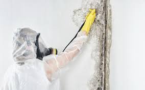 Best Commercial Mold Inspection  in Lake Erie Beach, NY